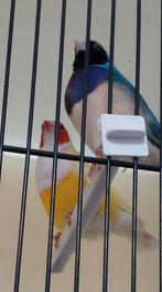 Gouldamadines mannen, Mannelijk, Tropenvogel, Geringd