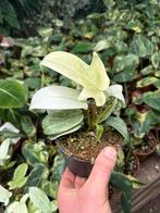 Philodendron Florida Ghost - 12 cm pot, Huis en Inrichting, Kamerplanten, Overige soorten, In pot, Minder dan 100 cm, Groene kamerplant