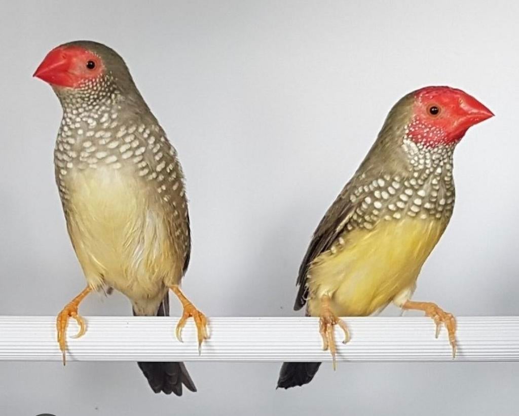 Gezocht. Koppel binsastrildes, Dieren en Toebehoren, Vogels | Overige Vogels, Meerdere dieren