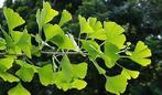 **ACTIE** Ginkgo biloba, japanse notenboom, Ophalen of Verzenden, Lente, Minder dan 100 cm, Volle zon