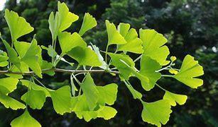 **ACTIE** Ginkgo biloba, japanse notenboom, Tuin en Terras, Planten | Bomen, Bolboom, Minder dan 100 cm, Volle zon, Lente, Ophalen of Verzenden