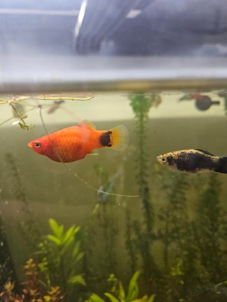 Platy's, Dieren en Toebehoren, Vis