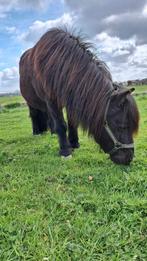 Stal met uitloop te huur, Weidegang, 1 paard of pony