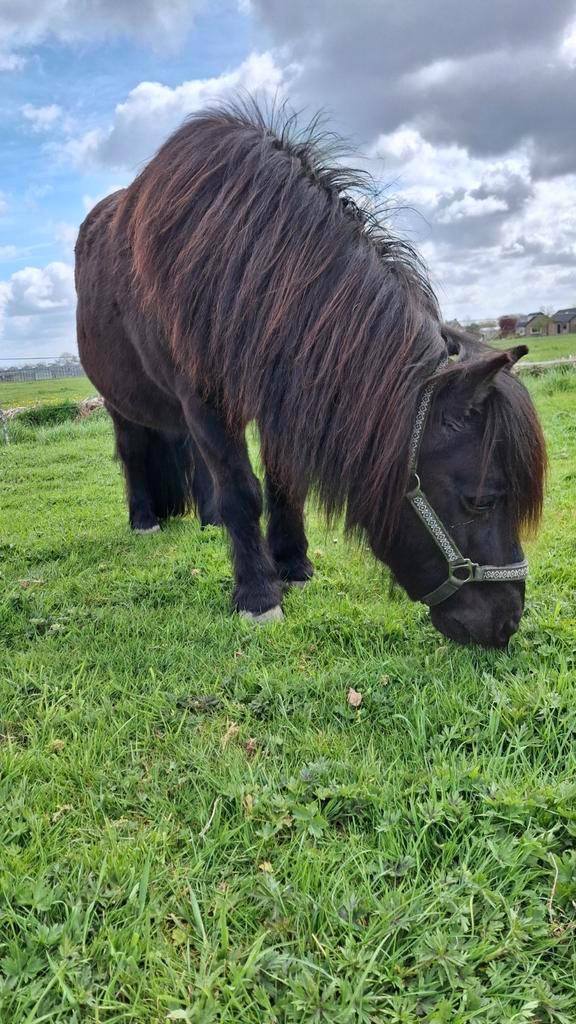Stal met uitloop te huur, Dieren en Toebehoren, Stalling en Weidegang, Stalling, Weidegang, 1 paard of pony