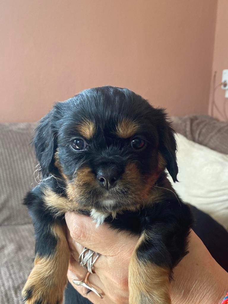 Cavalier/kooiker pups | 3 teefjes 1 reu | beschikbaar 19 apr, Overige rassen, 8 tot 15 weken, Parvo, Meerdere