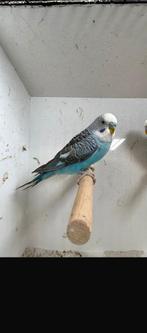 Blackwing parkieten, Dieren en Toebehoren