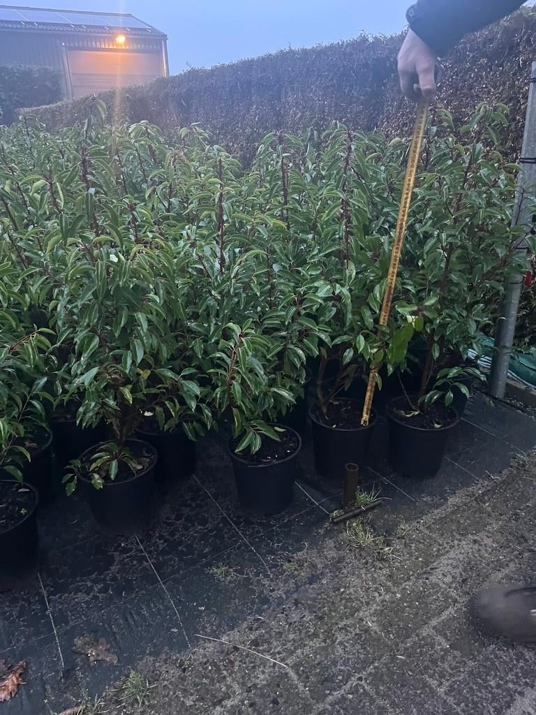 Portugese Laurier, Tuin en Terras, Ophalen, Laurier, Haag, Minder dan 100 cm