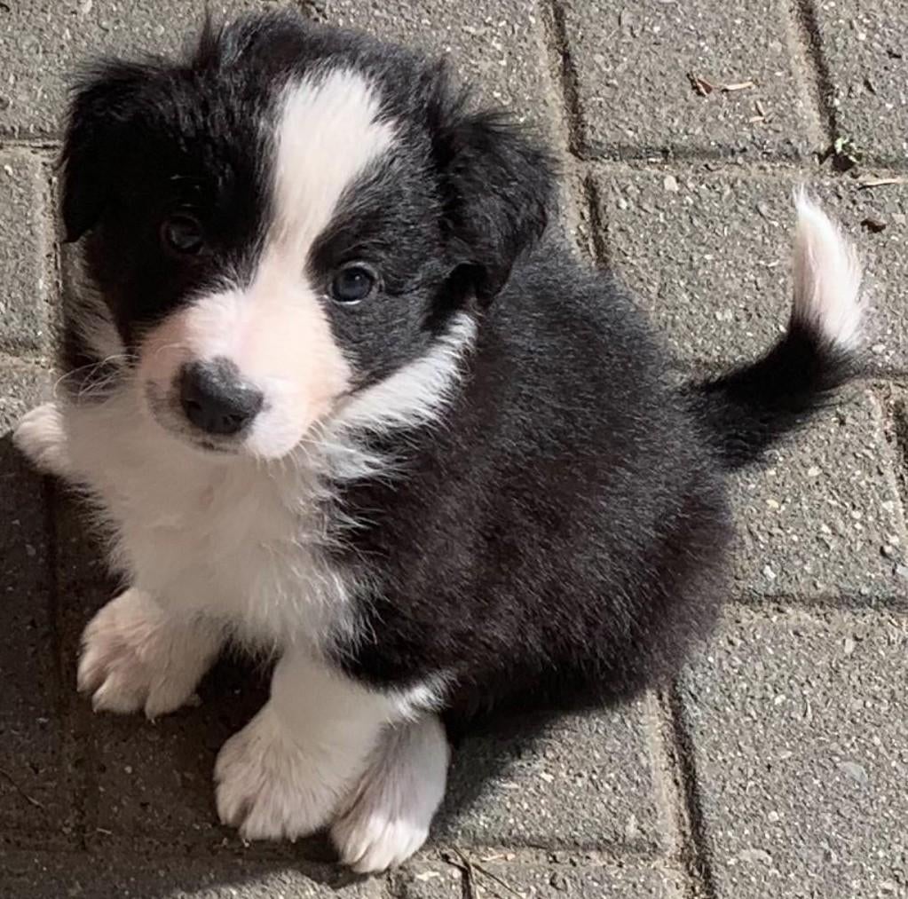 border collie pups, 25% australian shepherd, Reu, 8 tot 15 weken, Collie, Parvo