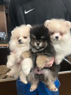 Mini pomeriaan puppy ( bear face ), Dieren en Toebehoren, België, Particulier, Keeshond, 8 tot 15 weken