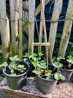 AARDBEIENPLANTEN uit Biologische tuin. Vaste plant, Tuin en Terras, Ophalen, Volle zon, Vaste plant, Fruitplanten