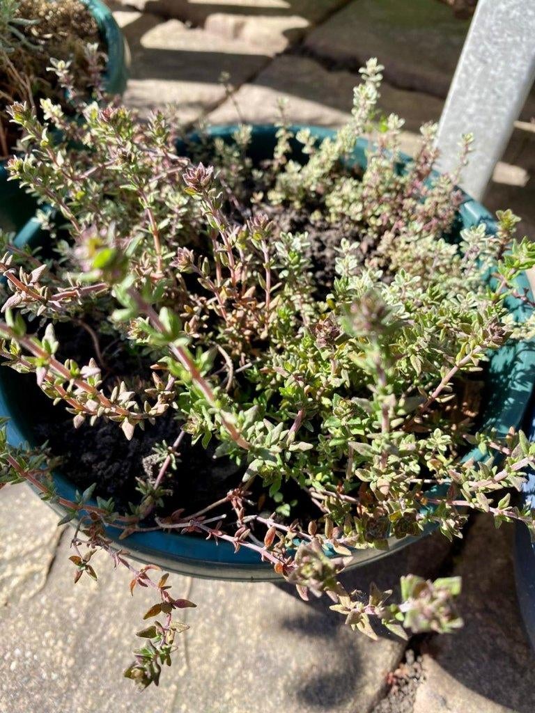 tijm kruiden, Ophalen, Volle zon, Vaste plant, Kruiden