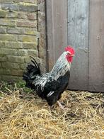 Marans zilverhals haan, Dieren en Toebehoren, Pluimvee, Mannelijk, Kip