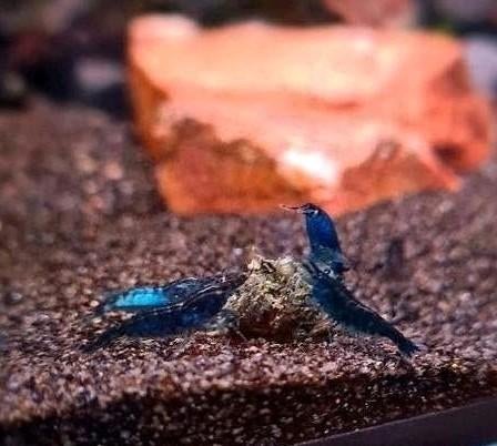 Te koop! Nakweek " Blue Diamond " Garnalen💙🦐, Dieren en Toebehoren, Vissen | Aquariumvissen, Kreeft, Krab of Garnaal, Zoetwatervis