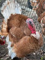 Koppel jonge kalkoenen, Meerdere dieren, Kalkoen