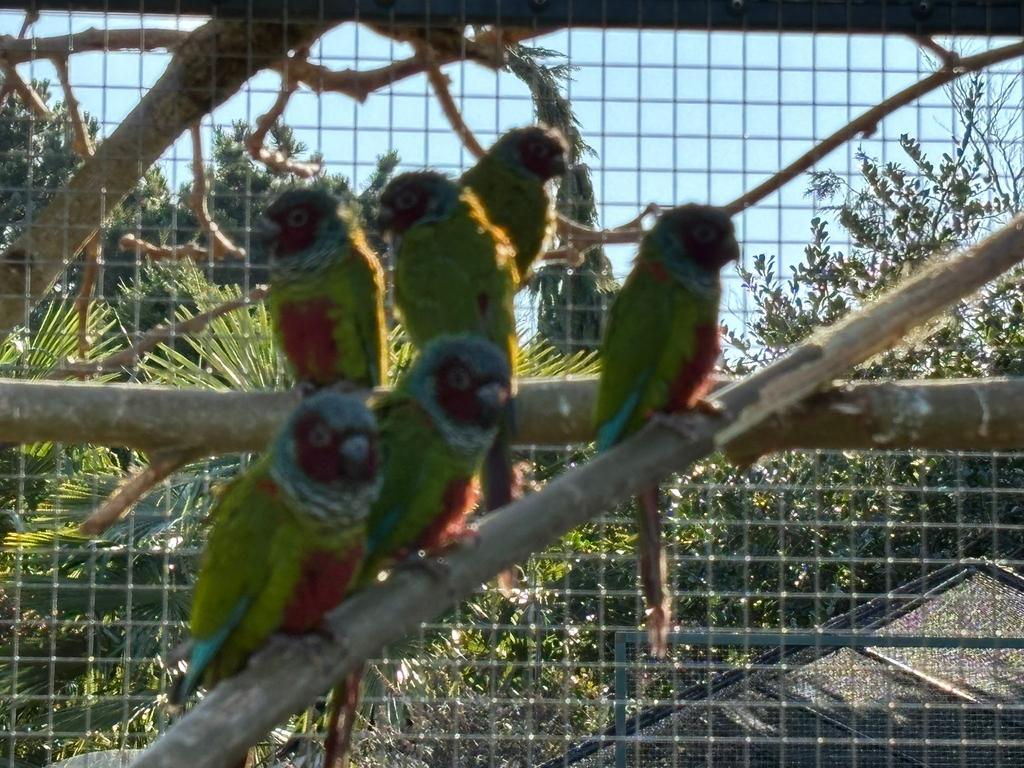 1-1 pyrrhura pfrimeri onverwant, Meerdere dieren, Parkiet, Geringd