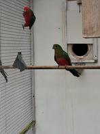 Koningsparkieten, Dieren en Toebehoren, Meerdere dieren, Parkiet, Geringd