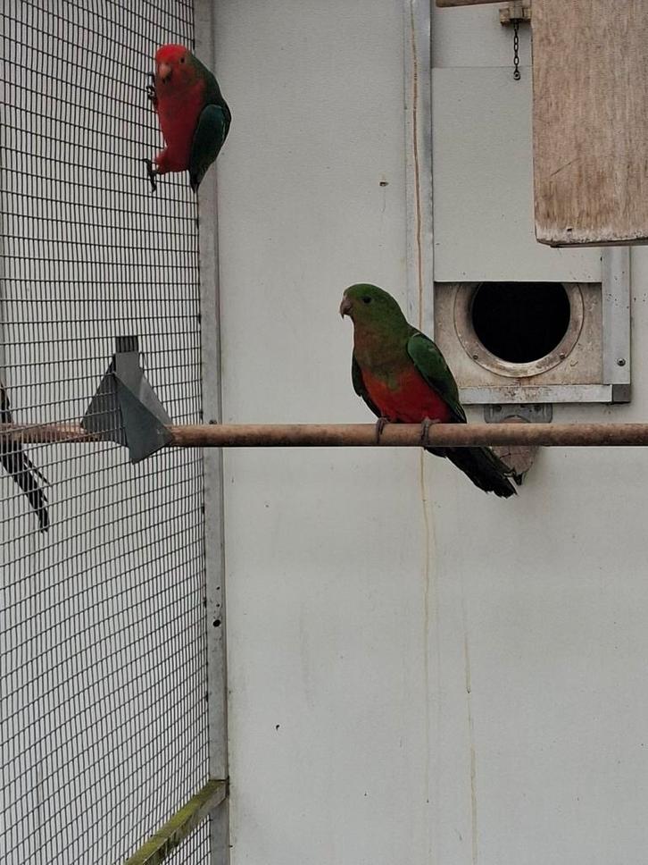 Koningsparkieten, Dieren en Toebehoren, Vogels | Parkieten en Papegaaien, Parkiet, Meerdere dieren, Geringd