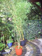Bamboe kluiten en stekken, Ophalen, Bloeit niet, Overige soorten, Halfschaduw