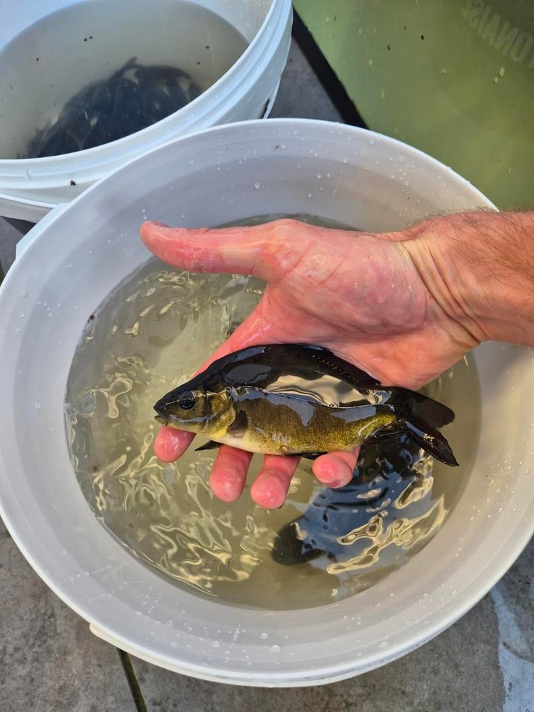 6 stuks spiegelkarper 15 a 20 cm, Dieren en Toebehoren, Vissen | Vijvervissen, Karper of Koi