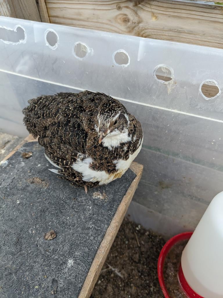 Jumbo kwartel, Meerdere kleuren Bijna legrijp, 5 weken oud, Dieren en Toebehoren, Geslacht onbekend