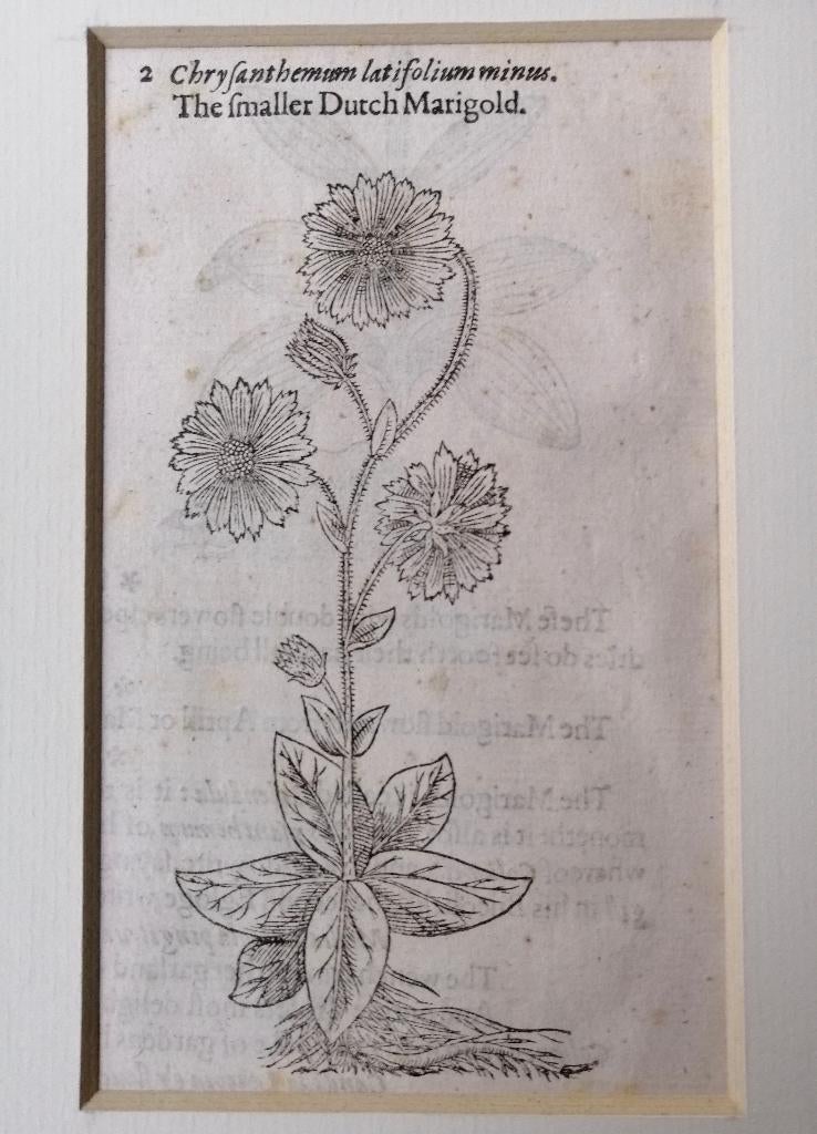 Houtsnede uit The Herball van John Gerard - 1633 Goudsbloem, Ophalen of Verzenden