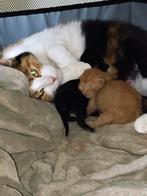 Kittens, Dieren en Toebehoren, Poes, Kortharig, 0 tot 2 jaar