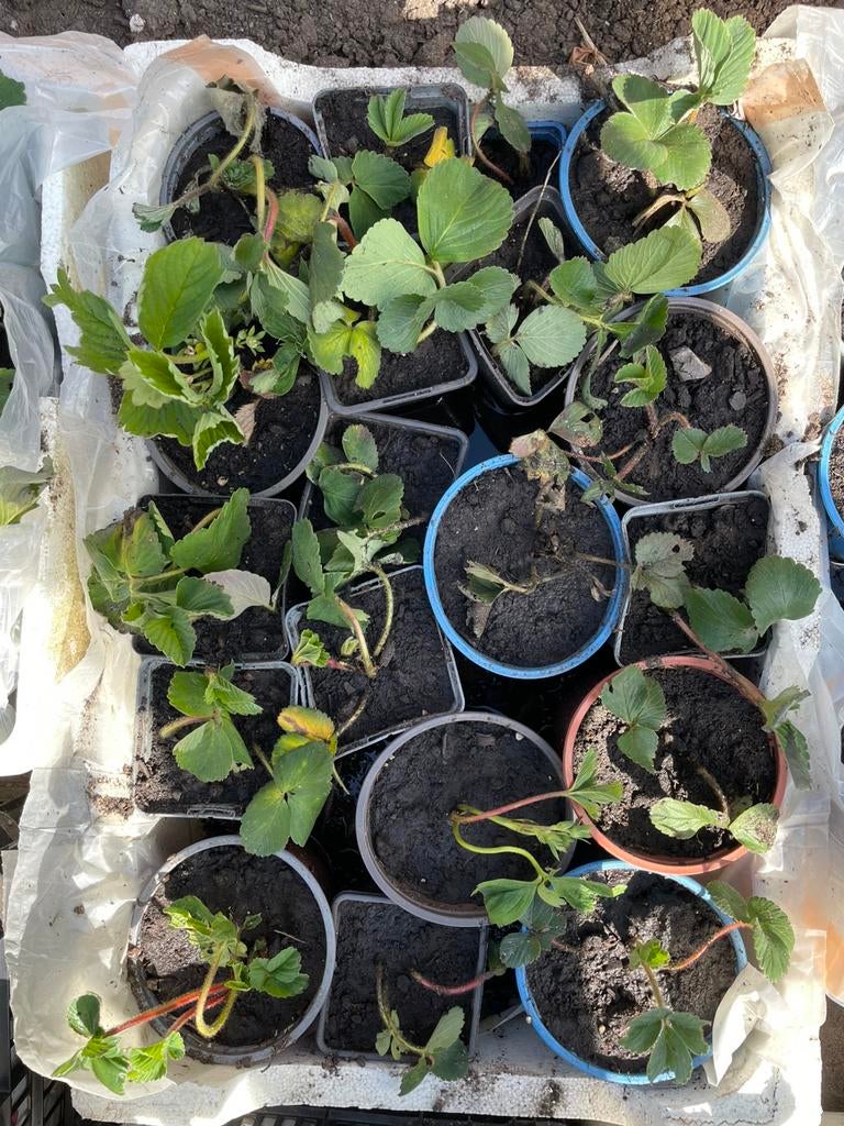 Aardbeienplantjes kweek je eigen aardbeien, Ophalen, Volle zon