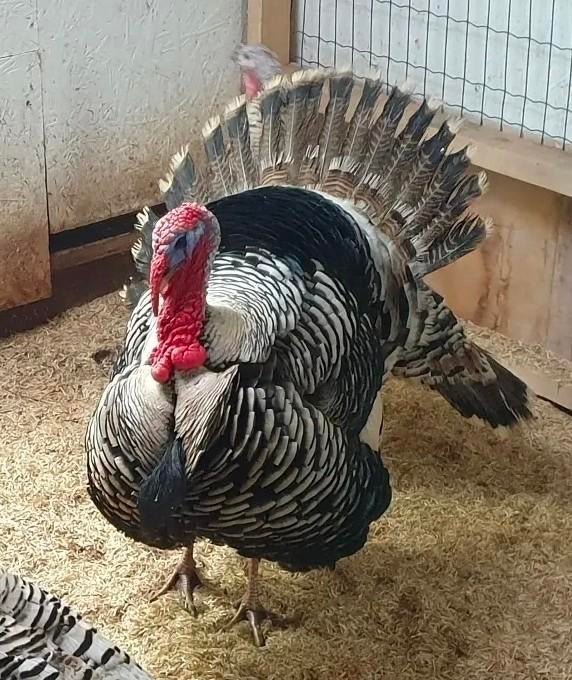 Narragansett kalkoenkuikens, Kalkoen