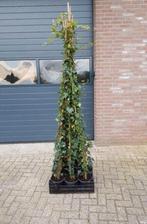 Hedera hibernica | Gestokt / Klimop, Tuin en Terras, Planten | Tuinplanten, Vaste plant, Ophalen of Verzenden, Bloeit niet, Halfschaduw