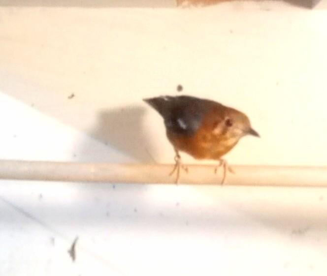 Damalijster, Mannelijk, Geringd