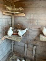 Witte duiven, Meerdere dieren, Postduif