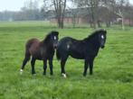 Mooie Welsh A jaarling hengstjes bruin en zwart roan, Dieren en Toebehoren, Pony's, Met stamboom, 0 tot 2 jaar, Hengst, B pony (1.17m tot 1.27m)