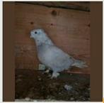 Vermist in Amstelveen  met een kraai kropper, Mannelijk