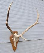 3 x EDELHERT GEWEI op licht schild - SCHOTLAND, Ophalen, Gebruikt, Hert, Gewei of Kop