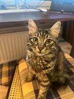 Cat for adoption: Noel, Dieren en Toebehoren, Katten en Kittens | Overige Katten, Poes, Langharig, 0 tot 2 jaar