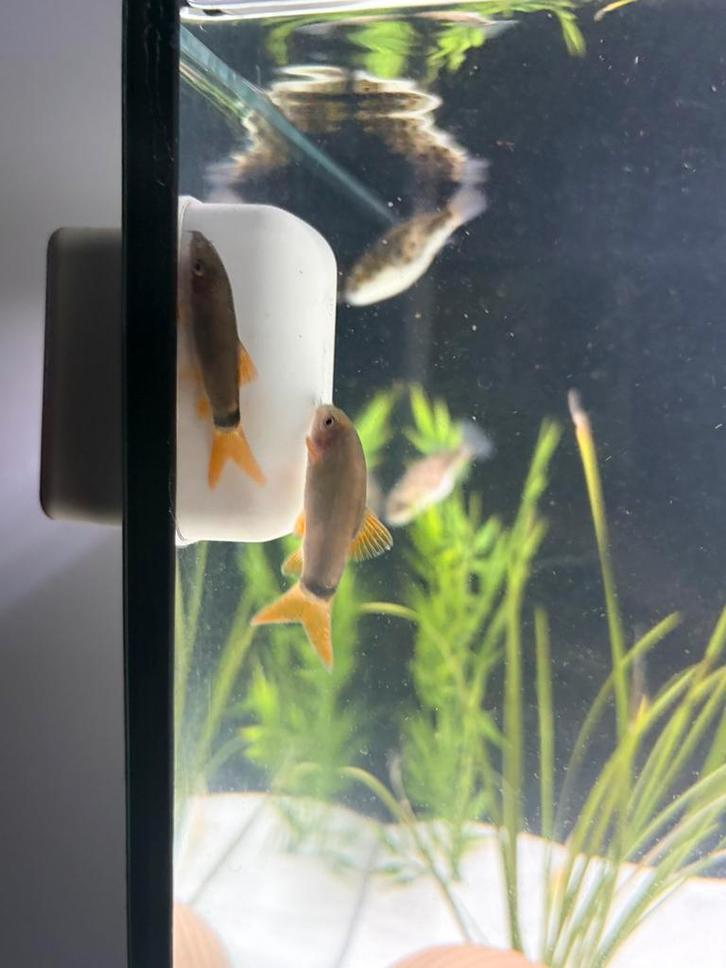 5x blauwe Botia, Dieren en Toebehoren, Vissen | Aquariumvissen, Zoetwatervis, Vis, Schoolvis