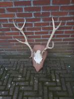 Gaaf groot herten gewij in zeer goede staat geen schade, Verzamelen, Dierenverzamelingen, Ophalen of Verzenden, Zo goed als nieuw