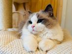 Ragdoll dekkater, bijzonder mooi en lief (niet te koop), 0 tot 2 jaar