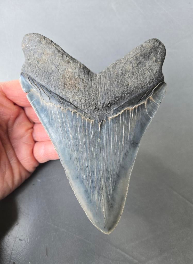 15cm SC Blue site megalodon tand, Ophalen of Verzenden, Fossiel
