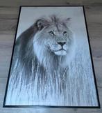 Mooi Canvas Schilderij met leeuw print in zwarte lijst, Ophalen of Verzenden, Zo goed als nieuw, Schilderij, 75 tot 100 cm