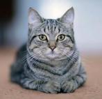 Adoptie kat of herplaatser gezocht, Poes