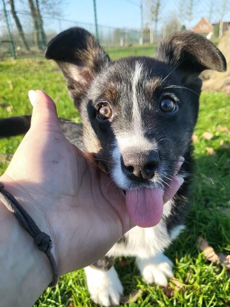 Welsh Corgi Cardigan pup / Corgi pup, Dieren en Toebehoren, Honden | Herdershonden en Veedrijvers, België, Overige rassen, 8 tot 15 weken