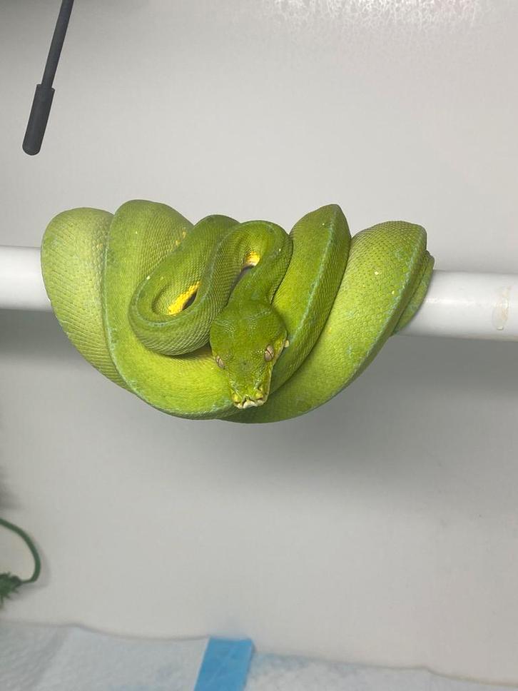 0.1.1 morelia Viridis van 2023 en 2022 Green Tree Python - female for sale from Michael