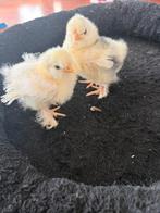 Motlet krulveer haantjes, Dieren en Toebehoren, Mannelijk, Kip