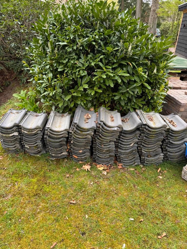 Gratis dakpannen, Ophalen, Steen of Klei, Zo goed als nieuw, 15 m² of meer