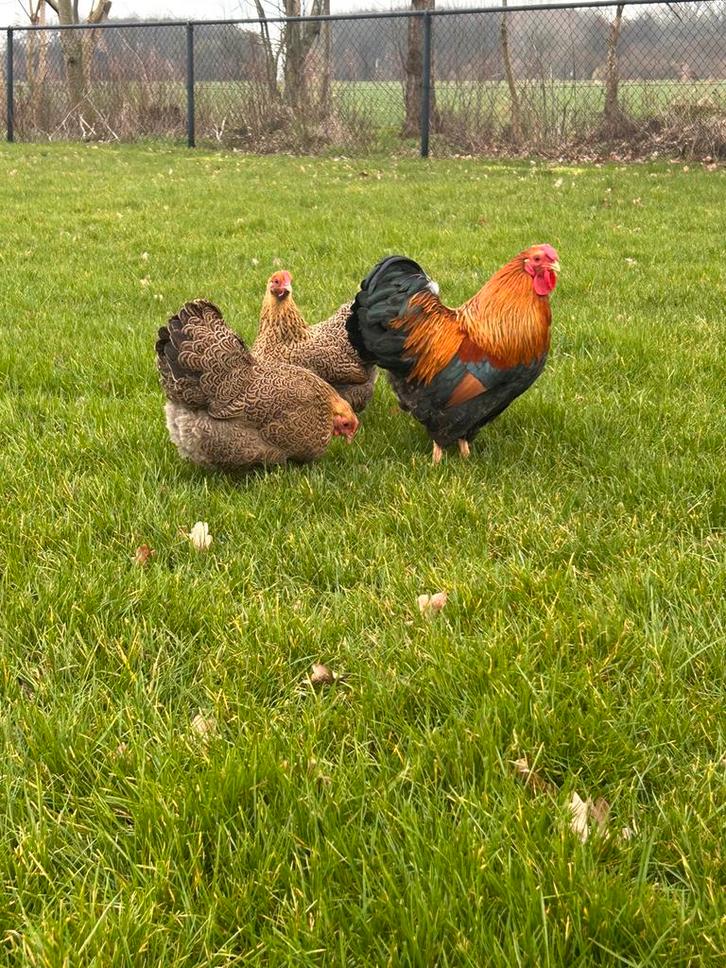 Wyandotte kriel haan, Dieren en Toebehoren, Pluimvee, Kip, Mannelijk