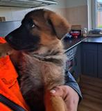 zuivere Duitse Herder pups, Dieren en Toebehoren, Honden | Niet-rashonden, 8 tot 15 weken, Meerdere, Meerdere dieren, Nederland