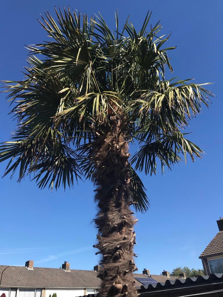 Gratis ophalen, palmboom, Halfschaduw, Ophalen of Verzenden, Zomer, Palmboom