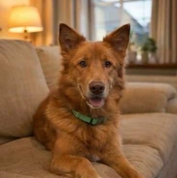 Fox - Mix Husky en Duitse Herder, Reu 35kg 3,5 jaar oud, Dieren en Toebehoren, Parvo, Particulier, Reu, Buitenland