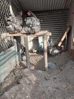 Broedeieren orpington blauw gezoomd, Dieren en Toebehoren, Pluimvee, Geslacht onbekend, Kip